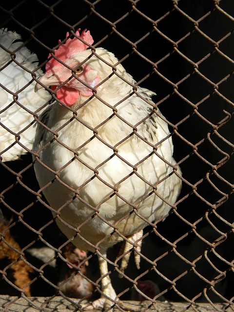 过传统的声 过传统的声